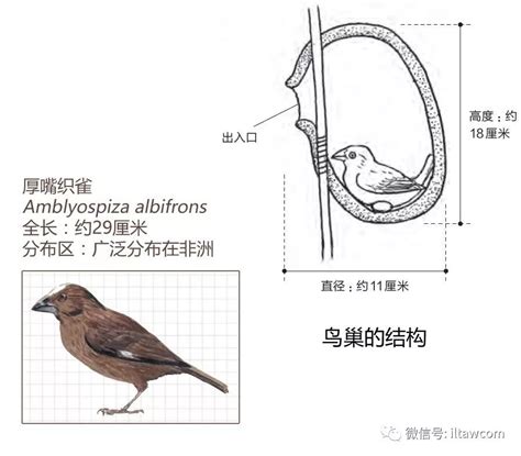 巢|巢 